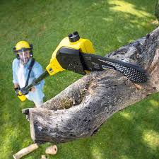 Trusted West Peoria, IL  Tree Services Experts