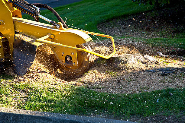 How Our Tree Care Process Works  in  West Peoria, IL